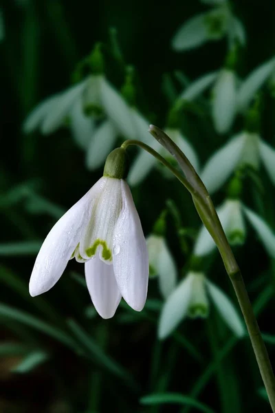 Hóvirág Tavaszi Virágok Galanthis Kora Tavaszi Kertben Finom Hóvirág Egyik — Stock Fotó