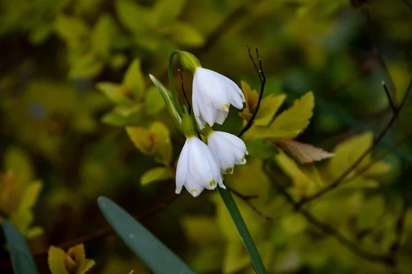 Floco Neve Primavera Única Flor Leucojum Vernum Floresta Planta Fundo — Fotografia de Stock