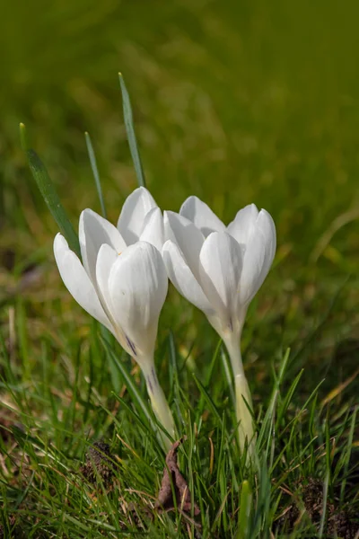 Crocos Brancos Crescendo Chão Início Primavera Primeiras Flores Primavera Florescendo — Fotografia de Stock