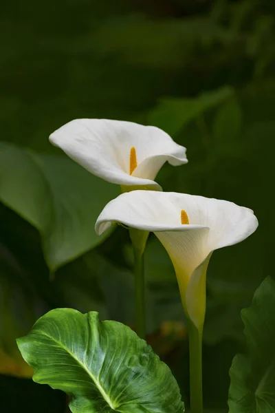 Vista Dall Alto Bellissimi Fiori Calla Fiore Nel Verde Del — Foto Stock