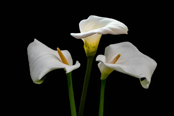 Flores Nenúfar Blanco Aisladas Sobre Fondo Negro — Foto de Stock
