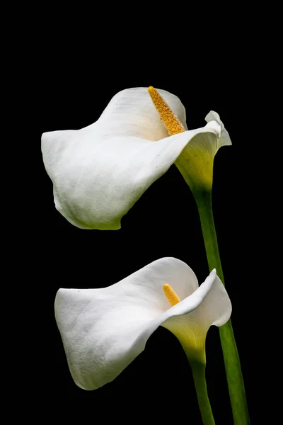 ดอกล Calla ดอกไม ขาวแยกก นเหน นหล รูปภาพสต็อกที่ปลอดค่าลิขสิทธิ์