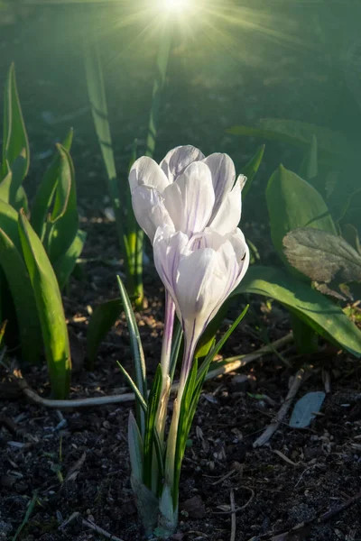 Crocus Sativus Gemeinhin Als Safrankrokus Oder Herbstzeitlose Bekannt Die Purpurroten — Stockfoto