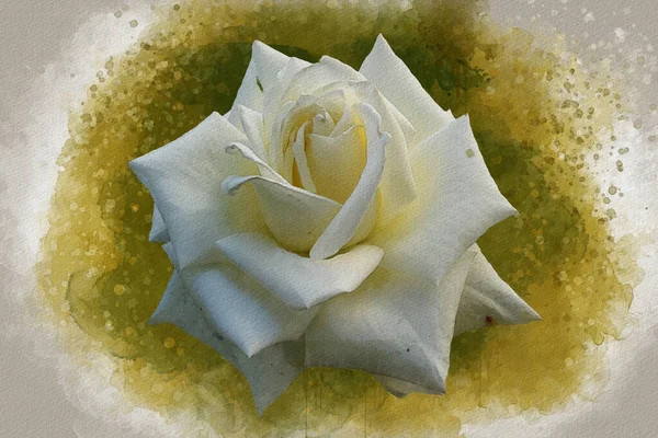 Dibujo Acuarela Una Vibrante Flor Rosa Blanca Arte Botánico Elemento — Foto de Stock