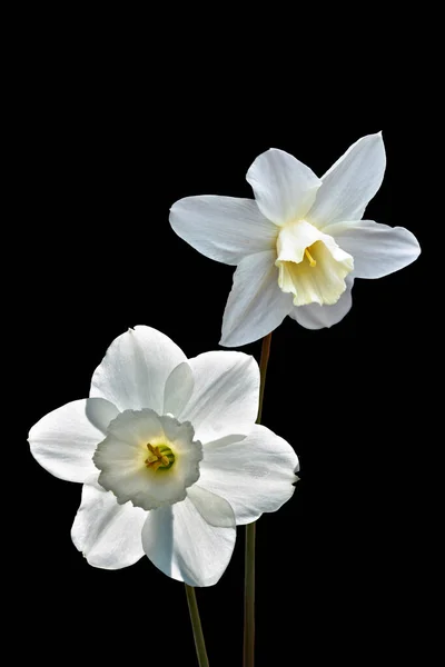 ดาฟฟอด ขาวหร อดอกไม Narcissus แยกออกจากพ นหล ดอกไม ใบไม ขาวและส เหล รูปภาพสต็อก