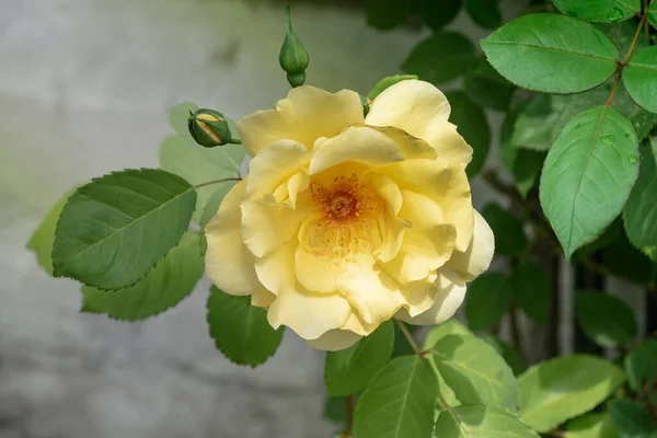 Hermosa Rosa Amarilla Grande Sobre Fondo Borroso Rosa Amarilla Arbusto —  Fotos de Stock