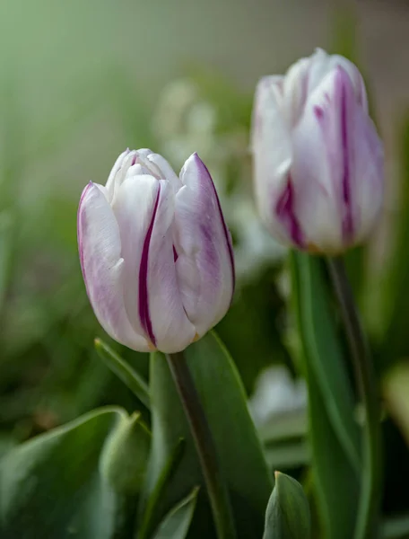 Rosa Und Weiße Tulpenblüten Frühling Frühlingsblume Natürlicher Hintergrund — Stockfoto