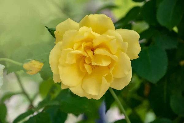 Hermosa Rosa Amarilla Grande Sobre Fondo Borroso Rosa Amarilla Arbusto —  Fotos de Stock
