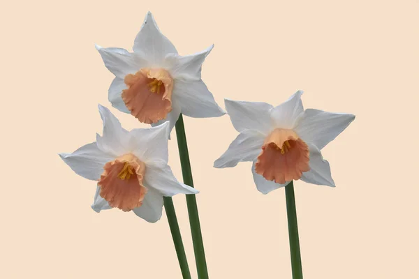 Tres Flores Narciso Aisladas Sobre Fondo Naranja Brillante — Foto de Stock