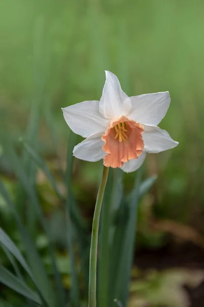 Primer Plano Una Flor Narciso Flor Romántica Primavera Soleado Día —  Fotos de Stock