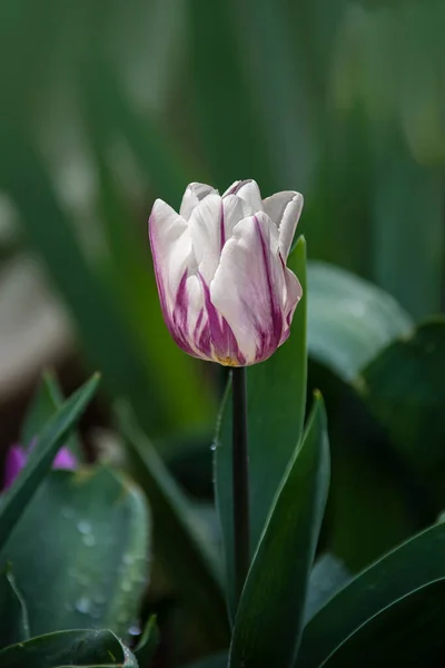 Rosa Und Weiße Tulpenblüten Frühling Frühlingsblume Natürlicher Hintergrund — Stockfoto