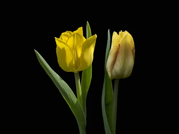 黄色的大杜鹃郁金香花 被隔离在黑色背景下 — 图库照片