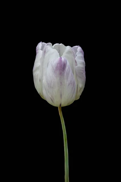 Bílá Tulipánová Květina Izolováno Černém Pozadí — Stock fotografie
