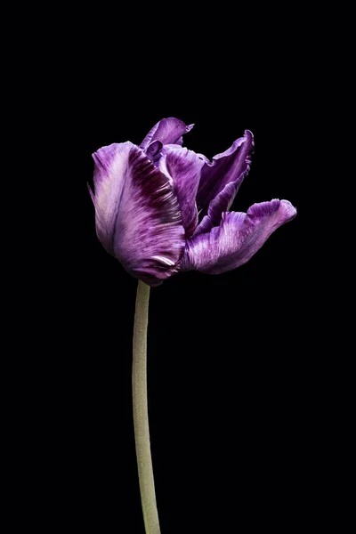 Paarse Tulpenbloem Van Dichtbij Geïsoleerd Zwarte Achtergrond — Stockfoto