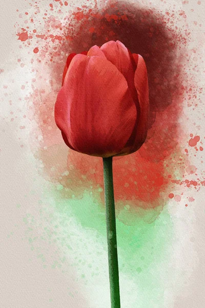 Watercolor Red Tulip Flower Hand Drawn Watercolor Spring Flower Perfect — Fotografia de Stock