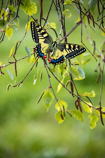 Swallowtail Butterfly Papilio Machaon Resting Birch Twig Sun — Zdjęcie stockowe