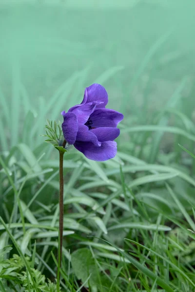 Beautiful Purple Anemone Flower Springtime Garden — Fotografia de Stock