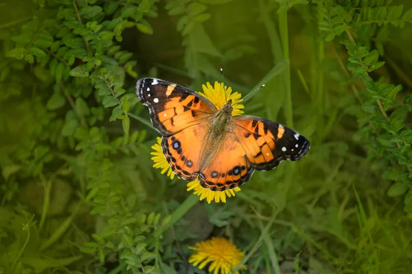 Monarch Butterfly Collecting Wild Flower Pollen Garden Medow Spring Sky — Foto de Stock