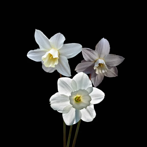 ดาฟฟอด ขาวหร อดอกไม Narcissus แยกออกจากพ นหล ดอกไม ใบไม ขาวและส เหล รูปภาพสต็อกที่ปลอดค่าลิขสิทธิ์