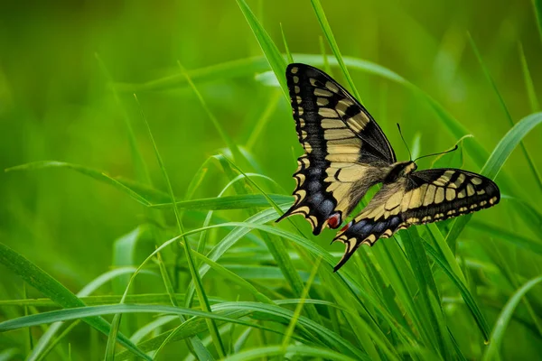 Güzel Parlak Büyük Kırlangıç Kuyruklu Papilio Machaon Kelebek Siyah Desenli — Stok fotoğraf