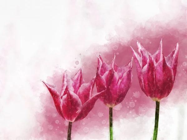 Akwarela Czerwone Kwiaty Tulipan Ręcznie Rysowane Akwarela Wiosna Kwiat Idealny — Zdjęcie stockowe