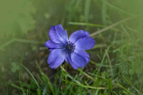 Beautiful Purple Anemone Flower Springtime Garden — Zdjęcie stockowe
