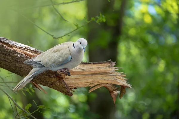 Holubí Pták Ekologické Zimní Zahradě Přírodním Pozadí Divoká Příroda Nizozemsko — Stock fotografie