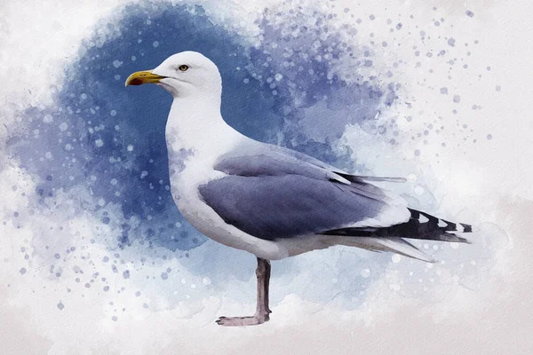 Aquarel Zeemeeuw Hand Getekend Illustratie Vogelillustratie — Stockfoto