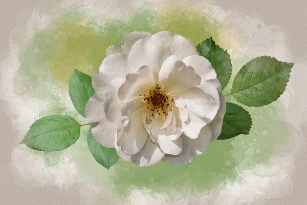 A watercolor drawing of a vibrant white rose flower. Botanical art. Decorative element for a greeting card or wedding invitation