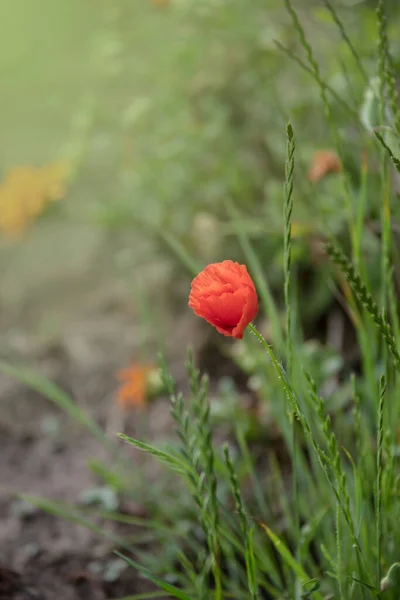 Красный Цветок Мака Papaver Крупным Планом Размытом Естественном Зеленом Фоне — стоковое фото