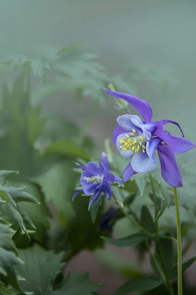 Niebieskie Kwiaty Kolumbiny Rozmytym Tle Ogrodu Przestrzeń Kopiowania — Zdjęcie stockowe