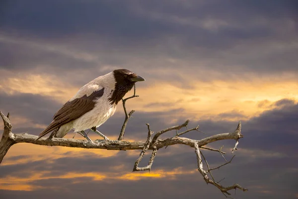 Cuervo Encapuchado Corvus Corone Cornix Encaramado Una Rama Muerta Sol —  Fotos de Stock