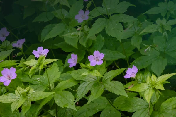 Drewniany Żuraw Leśne Geranium Geranium Sylvaticum Dziki Las Pelargonia Zbliżenie — Zdjęcie stockowe