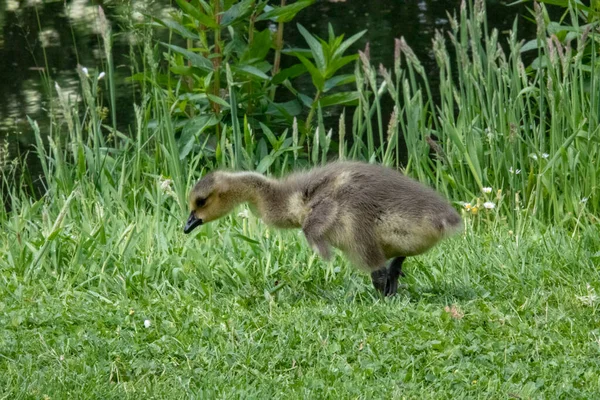 Gros Plan Une Belle Bernache Roussâtre Jaune Printemps Anser Anser — Photo