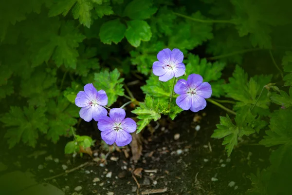 Drewniany Żuraw Leśne Geranium Geranium Sylvaticum Dziki Las Pelargonia Zbliżenie — Zdjęcie stockowe