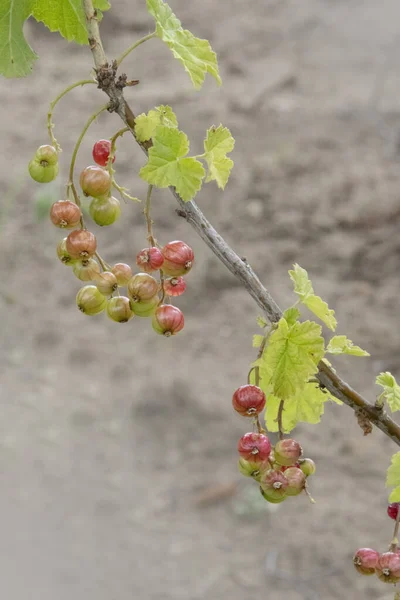 Omogna Gröna Bär Vinbär Närbild Vinbärsbuske Tidigt Våren — Stockfoto