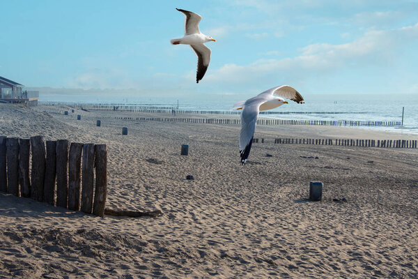 Two Sea Gulls Fly Beach Cadzand Netherlands European Herring Gull Royalty Free Stock Images
