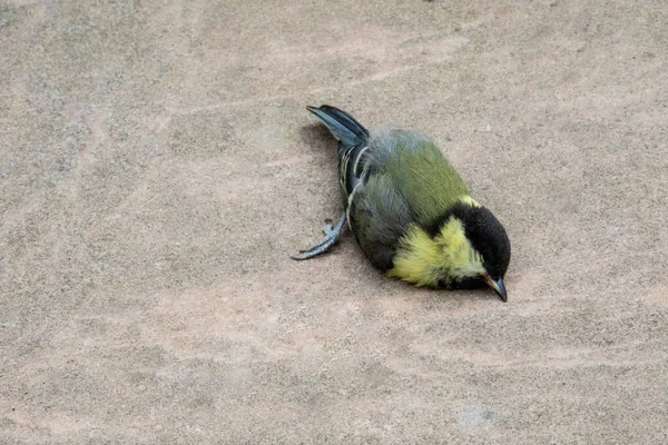 Dead Bird Great Tit Parus Major Lying Ground — Stock Fotó