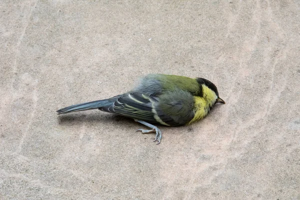 Dead Bird Great Tit Parus Major Lying Ground — Stock Fotó
