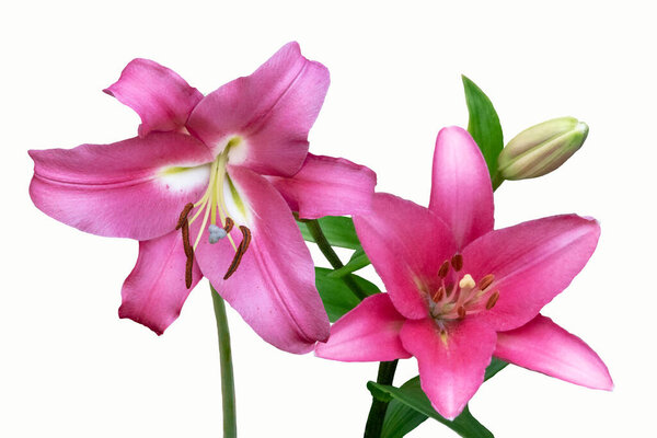 Beautiful Pink Lily Flowers Isolated White Background Lily Lilium Hybrids Stock Photo