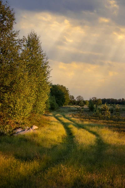 A pathway at sunset, going into the forest on a summer evening. Summer forest landscape, trees, grass, greenery, illuminated by the sun