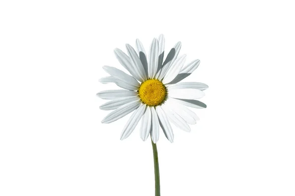 Ein Schönes Gänseblümchen Blume Isoliert Auf Weißem Hintergrund — Stockfoto