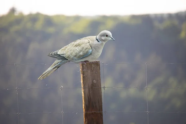 Pássaro Colarinho Eurasiano Streptopelia Decaocto Empoleirado Cerca Velha Vida Selvagem — Fotografia de Stock