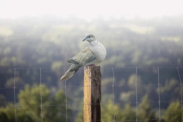 ユーラシア色の鳩 Streptopelia Decaocto 鳥は古い柵で覆われています 自然の中で野生生物 オランダ — ストック写真
