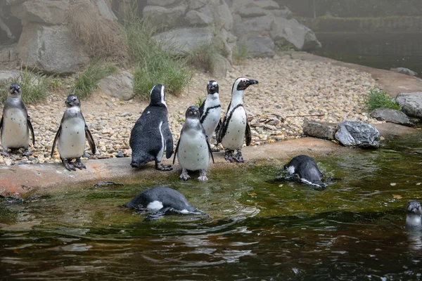 Pinguim Africano Praia Areia Pinguim Africano Spheniscus Demersus Também Conhecido — Fotografia de Stock