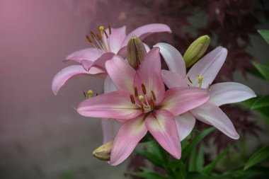 Yaz bahçesinde güzel pembe zambak çiçekleri. Lily Lilium Melez Çiçeği.