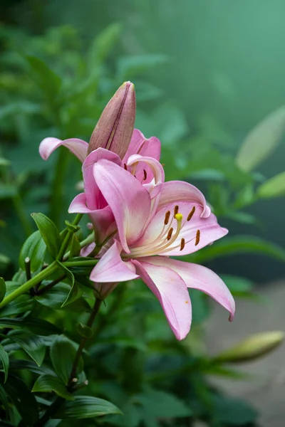 Schöne Rosa Lilienblüten Sommergarten Lilium Hybriden Blühen — Stockfoto