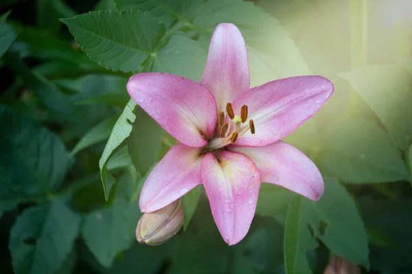 Розовый Лиловый Цветок Летнем Саду Цветок Гибрид Лилии — стоковое фото
