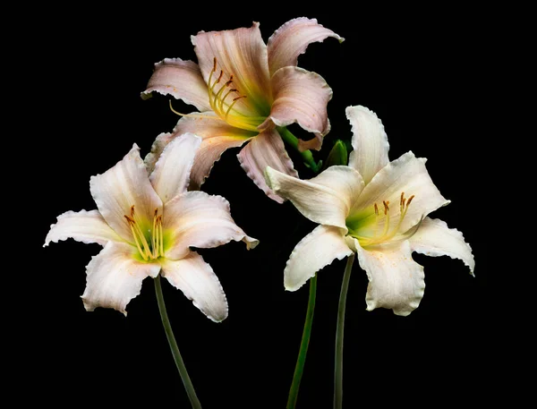 Beautiful white day lily flowers, isolated on black background. Lily Lilium hybrids flower.