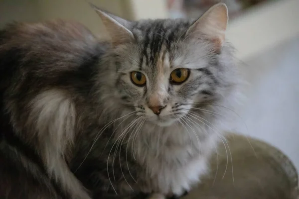 Porträt Einer Jungen Charmanten Maine Coon Katze Mit Quasten Den — Stockfoto